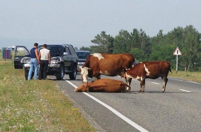 A woman in an SUV hit a cow and sued for damages. - Road accident, Internet, Rostov-on-Don, Cow, Woman driving, Marasmus