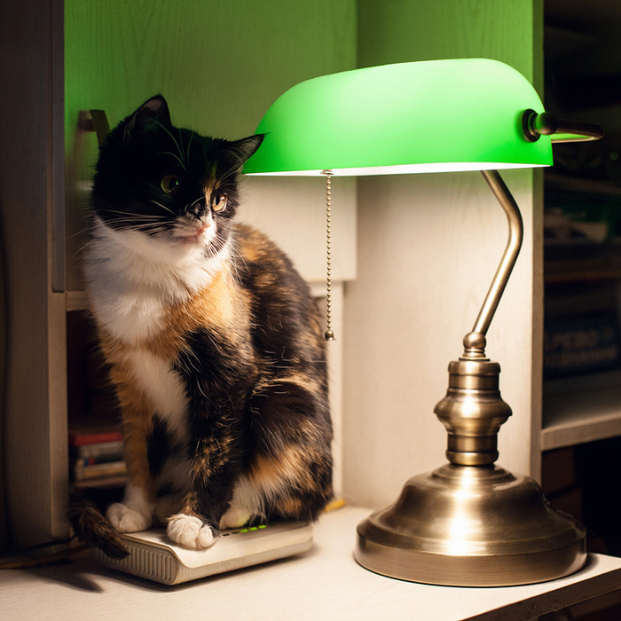 Favorite place - My, cat, Лампа, Wi-Fi, Cat with lamp