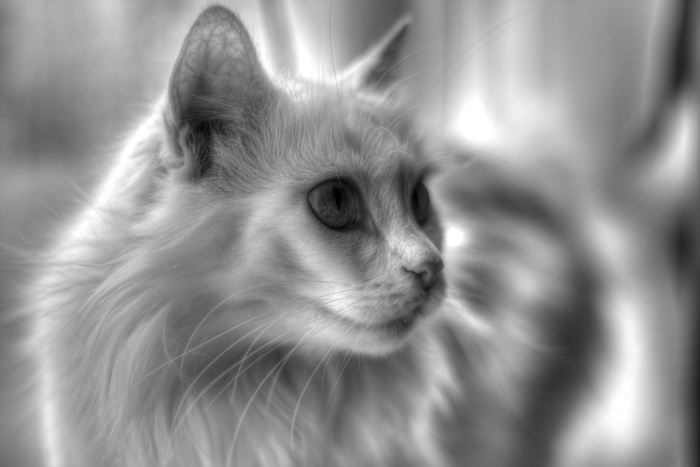 My kote in b/w - My, cat, Black and white, The photo