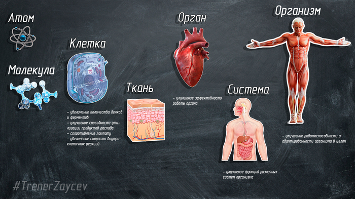 Adaptation or addiction of the body to training - My, , , Adaptation, Longpost