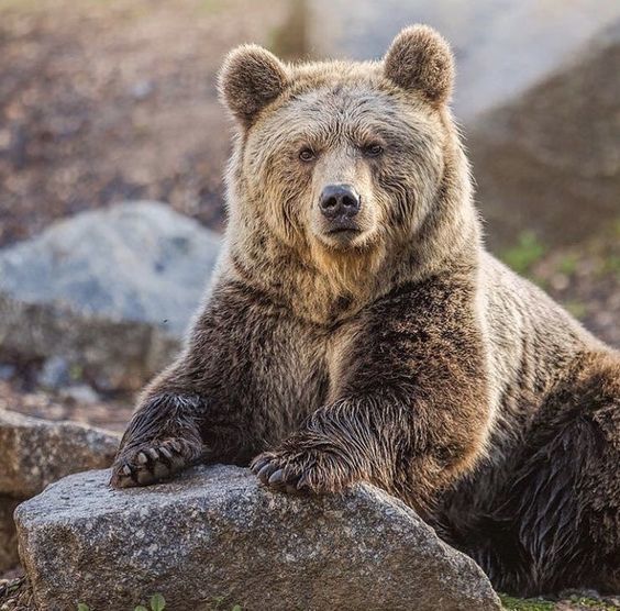 Sit down man, we need to talk - The photo, The Bears, Talk