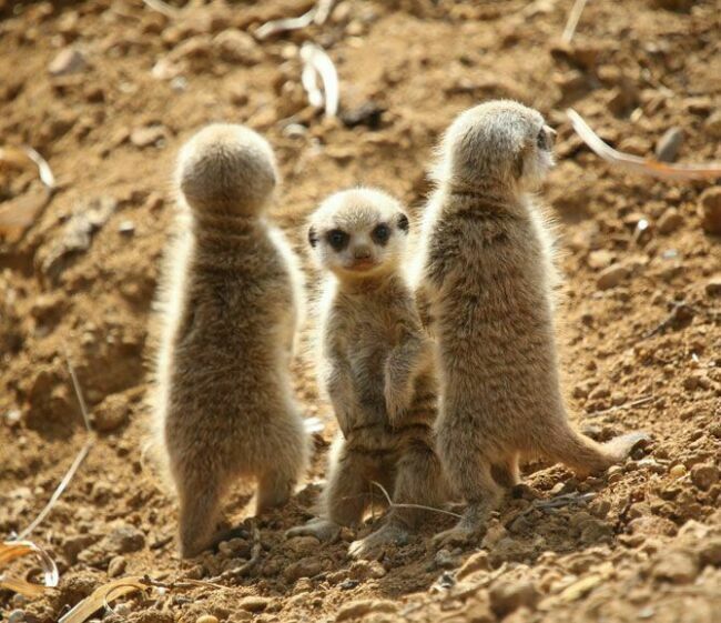 Meerkats are cute too - Meerkat, Milota, Fluffy, The photo, Animals, Longpost