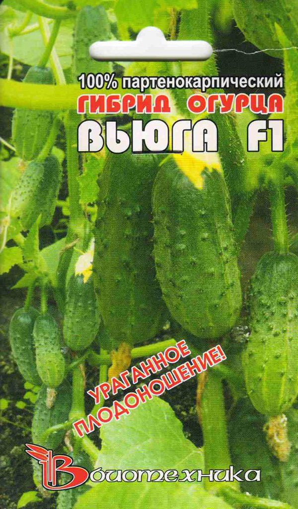 Cucumbers for the New Year. - My, Cucumbers, Vegetable garden on the windowsill, Hydroponics, Longpost