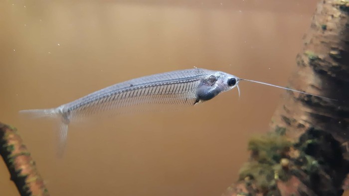 Fish, fish, where is your smile - My, A fish, Glass, Catfish, Transparency, Crocus Oceanarium