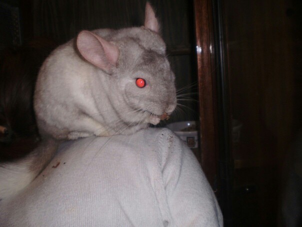 There are never too many chinchillas:3 - My, Chinchilla, Animals, Rodents, Longpost