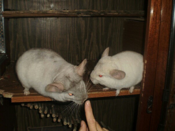 There are never too many chinchillas:3 - My, Chinchilla, Animals, Rodents, Longpost