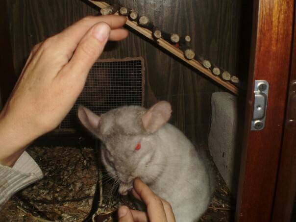 There are never too many chinchillas:3 - My, Chinchilla, Animals, Rodents, Longpost