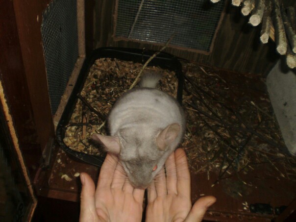 There are never too many chinchillas:3 - My, Chinchilla, Animals, Rodents, Longpost