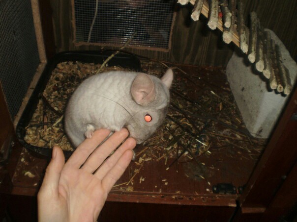 There are never too many chinchillas:3 - My, Chinchilla, Animals, Rodents, Longpost