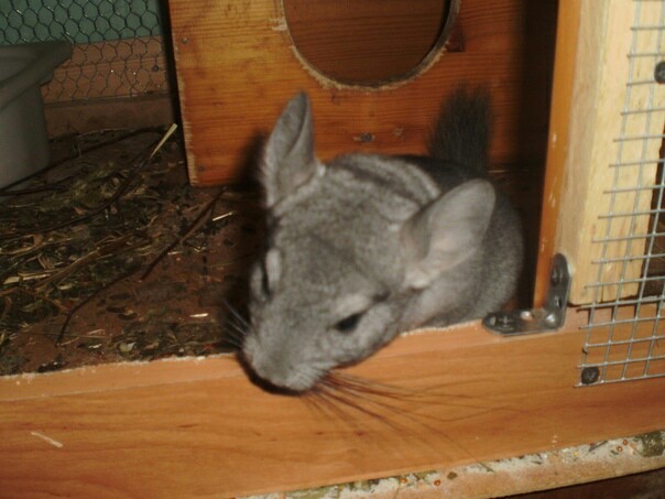 There are never too many chinchillas:3 - My, Chinchilla, Animals, Rodents, Longpost