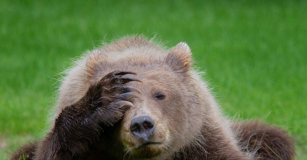 Стеснительный медведь. Мишка стесняется. Смешные животные. Медведь стесняется. Медведь стесняется.