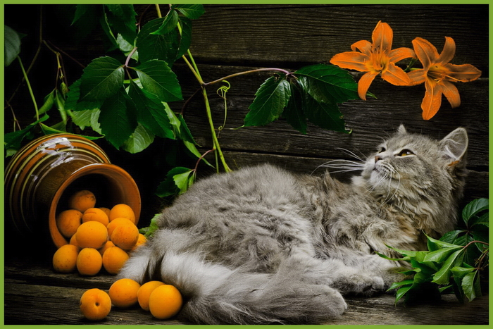 In the summer at the cottage. - cat, Flowers, Фрукты, Catomafia