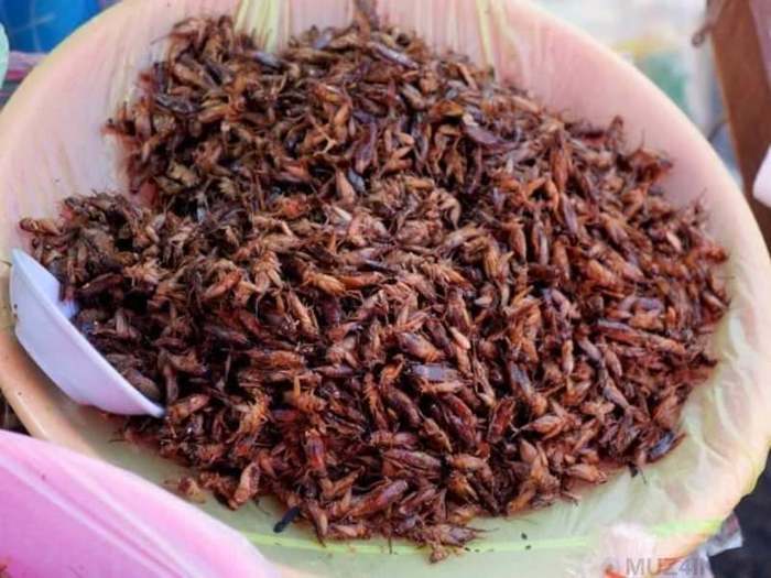 10 insect delicacies from around the world - My, Food, Insects, Traditions, Dish, Country, Video, Longpost