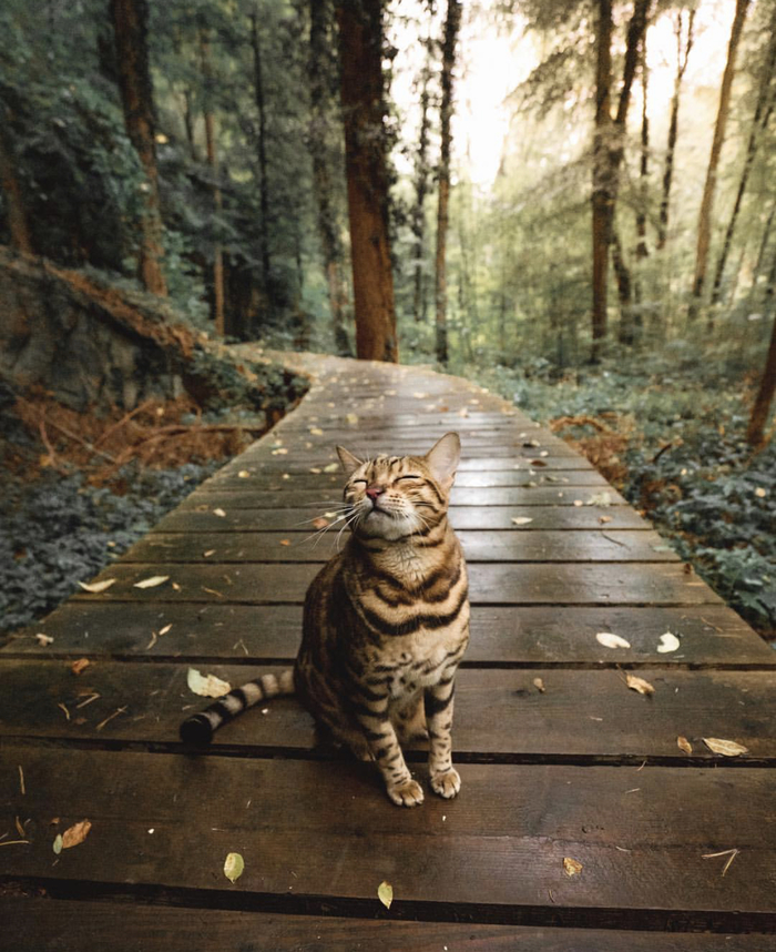 The freshness of the Bodorf forest, Luxembourg - Sukiicat, Forest, Nature, cat