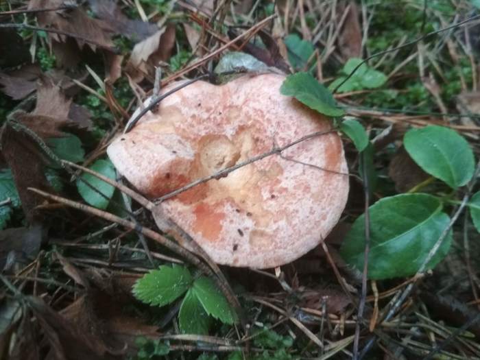 Pre-winter. - My, Autumn, Forest, Mushrooms, Longpost, Ginger mushrooms