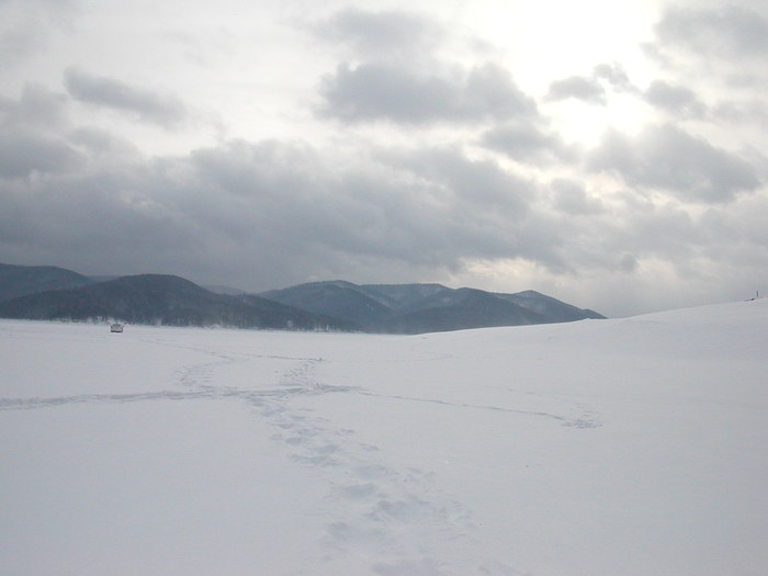 Caught in a blizzard - Longpost, Buran, Ice, Winter fishing, Snow, My, Dog