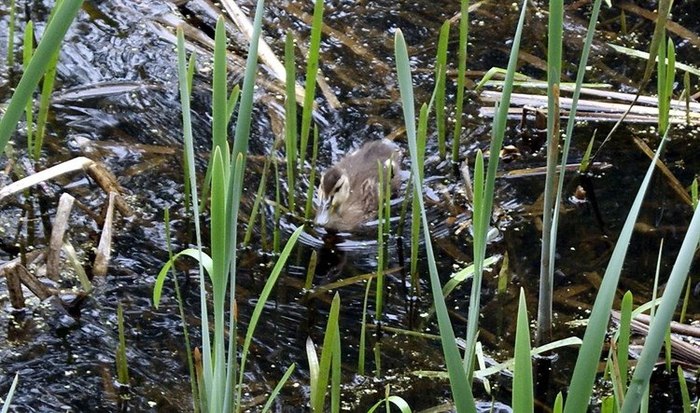 Duck. A piece of summer in a ribbon - My, The photo, Duck, Summer, Water, Chelyabinsk, The park, Water, Ural