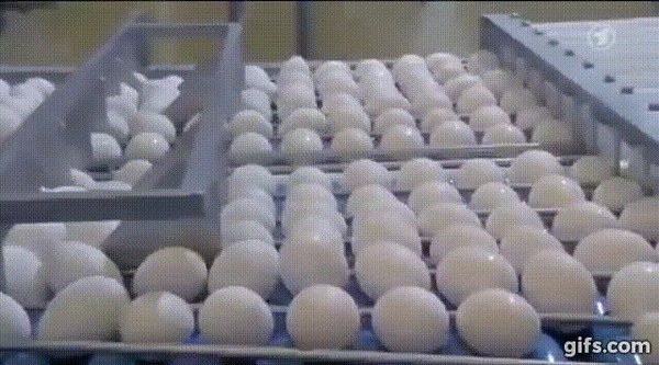 Прямые яйца. Яичная колбаса, Прямые яйца, Гифка, Длиннопост