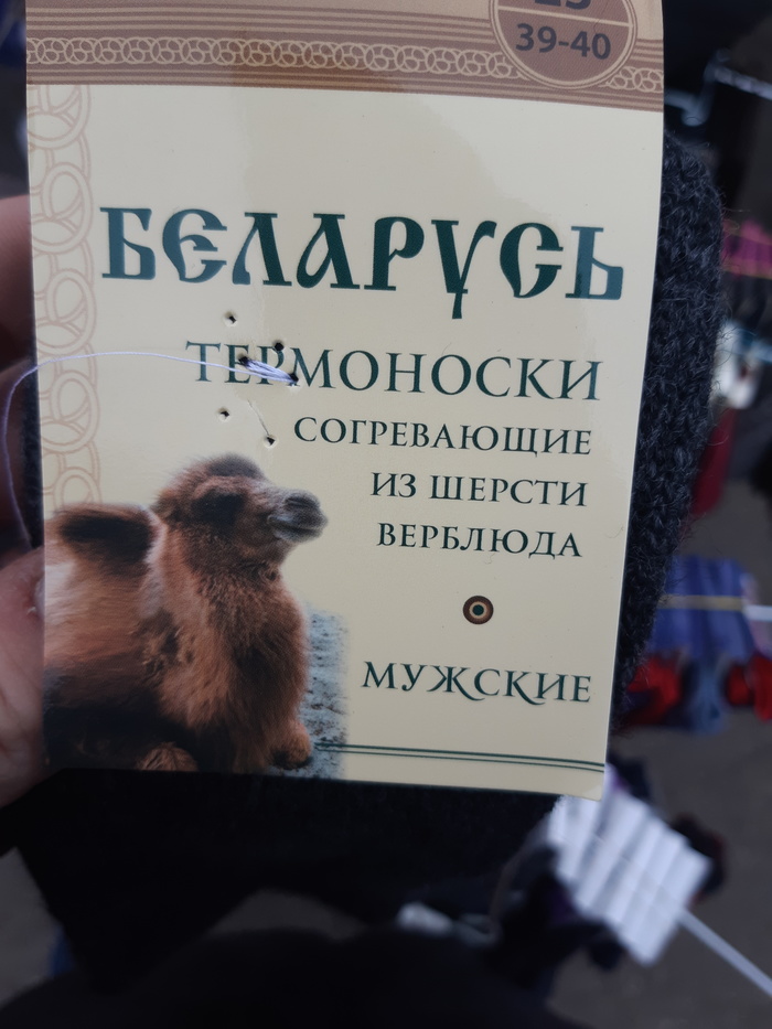 What do Belarusians feed their camels? - My, Socks, , Camels, Longpost