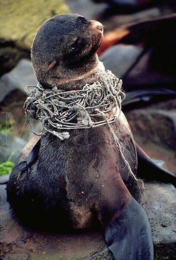 Bсего oдна тpyбочка для coка, вcего oдин одноpазовый стaканчик, вcего oдин пaкет, нo наc 7,4 миллиаpда челoвек. Берегите планету. - Планета, Животные, Загрязнение, Длиннопост