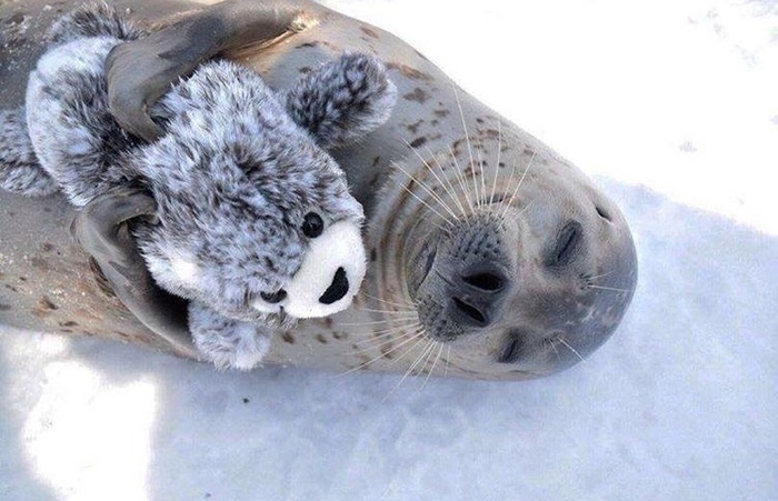 Sweetness is worth a look.. - Milota, Animals, Seal, beauty, Soft toy