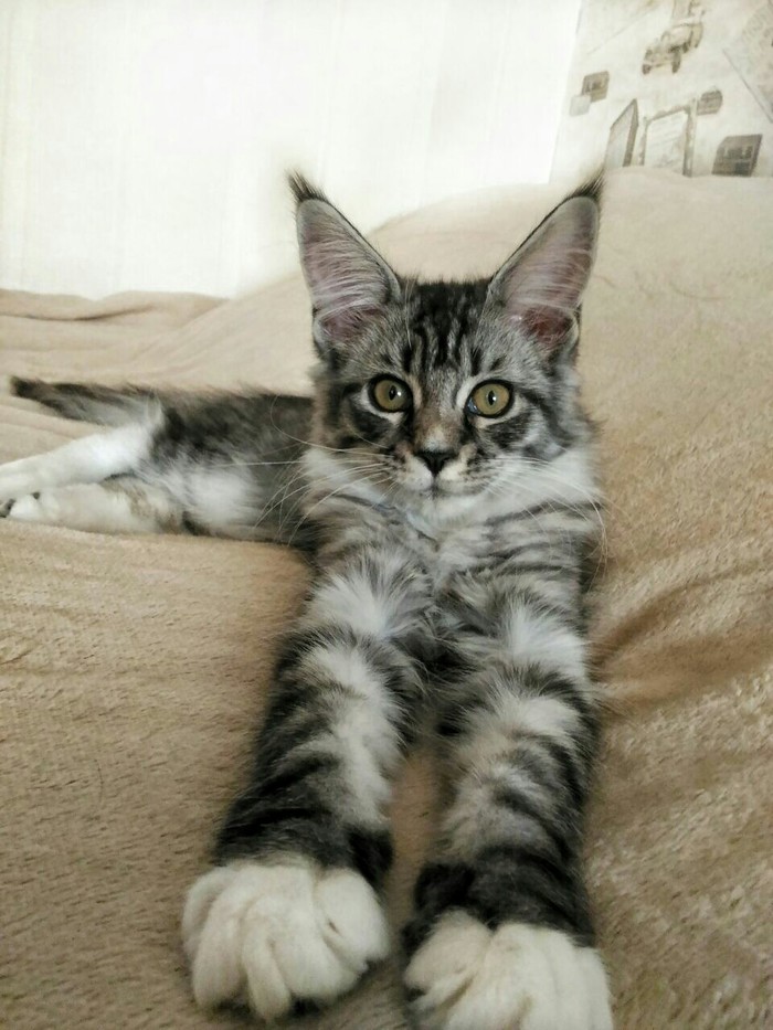 Кошка Мейн-Кун Мейн-кун, Кот, Котомафия, Животные, Длиннопост