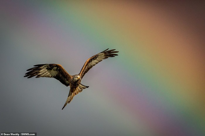 Kites flaunt against the backdrop of a rainbow - Kite, Birds, Predator birds, beauty, The photo, Longpost