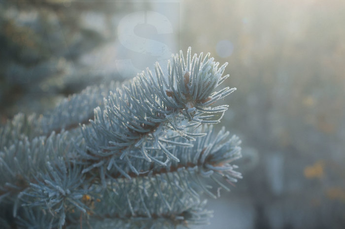 Winter is coming soon. - My, Christmas trees, Winter, Frost, Samara