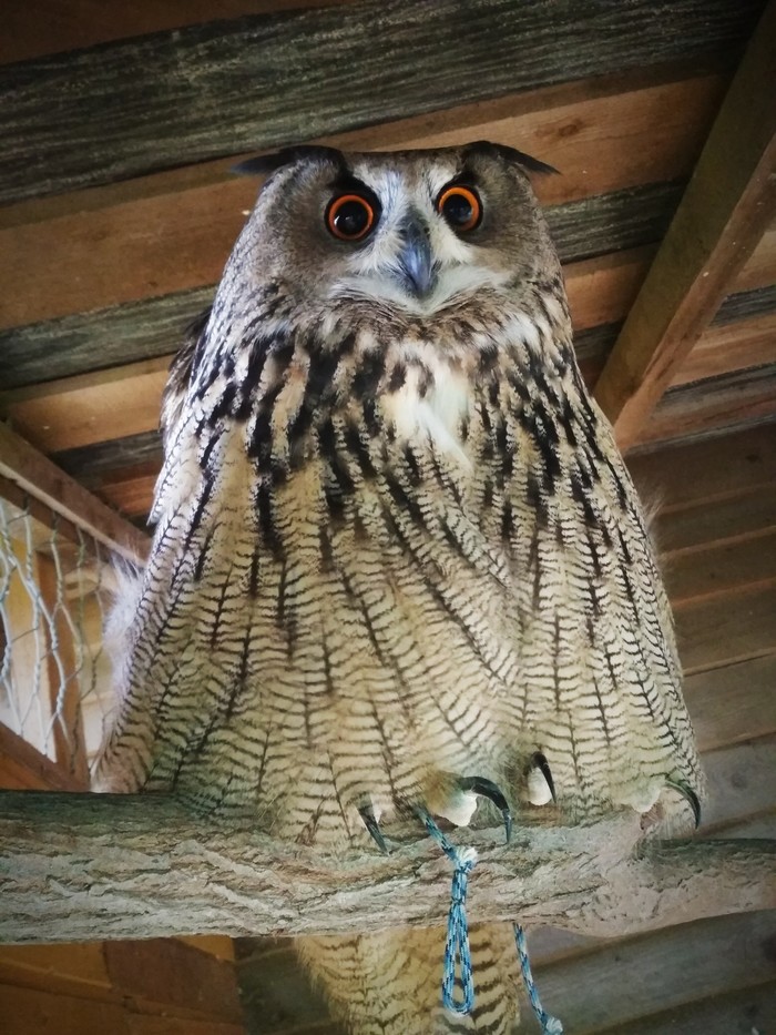 Warm owls post - My, Birds, Work, Animals, Nature, wildlife, Predator birds, Owl, Owl, Longpost