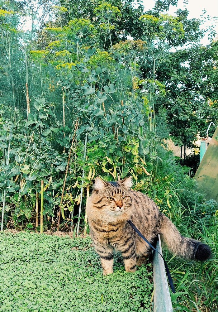Great Khan TakushMaal - My, cat, Catomafia