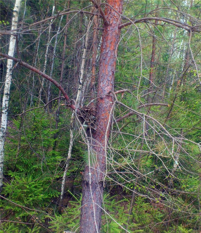 How did the chicks grow - My, Birds, Nature, Подмосковье, Forest, Spring, Ornithology League, Longpost, The photo