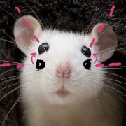 Ñåêðåòû íàøèõ ãëàç Æèâîòíûå, ×åëîâåê, Ãëàçà, Ñòðàííîñòè, Äåëüôèí, Õîðåê, Êîò, Ñîâà, Äëèííîïîñò