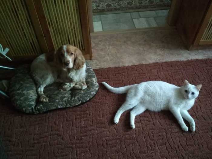 You can immediately see who is the boss in the house! - My, Cats and dogs together, , cat, Dog, Lies