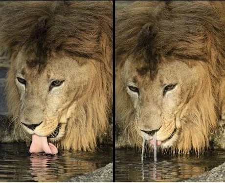 When your friend is joking while you are drinking - a lion, Water, Humor