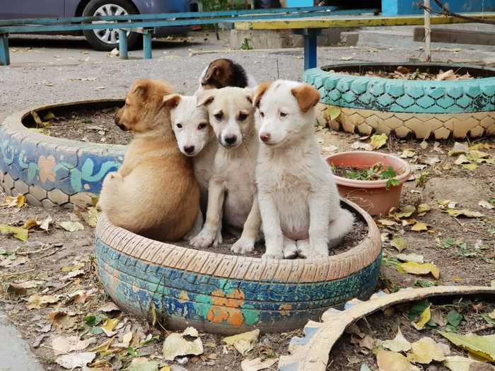 Flowerbed of tuziks - Puppies, Flower bed, Dog