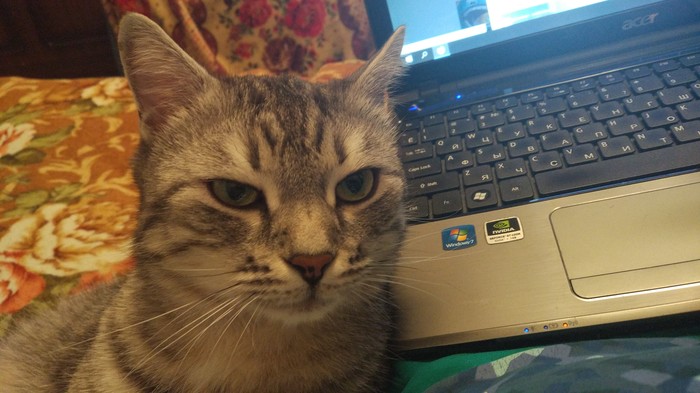 Ты на Пикабу? Кошечек покажи...))