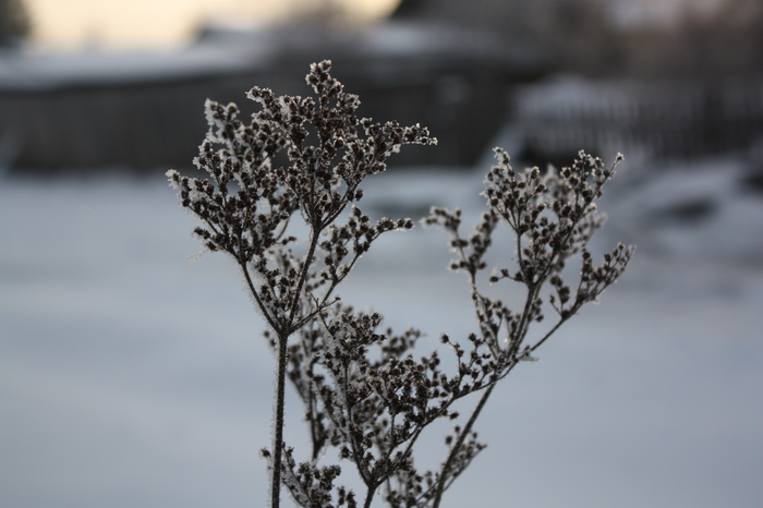 Winter has come (plus night shots) - My, Winter, Siberia, Frost, beauty, Night, Photo on sneaker, Longpost
