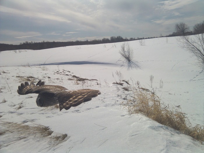 Random day owl - My, The photo, Owl, Low flying, Winter, Snow