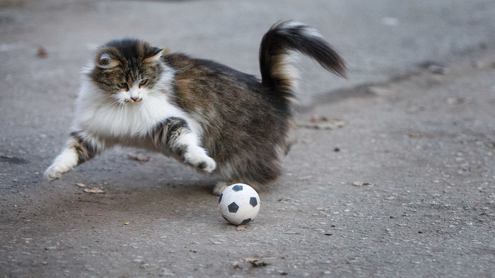 Cats and balls - Catomafia, cat, Ball, The photo, In contact with, Longpost