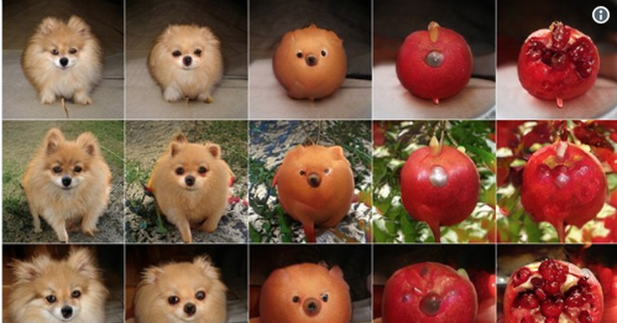 марокканский шпиц. гранат с розовыми зернами. шпиц с фруктами. шпиц с клубникой. питание шпица померанского.