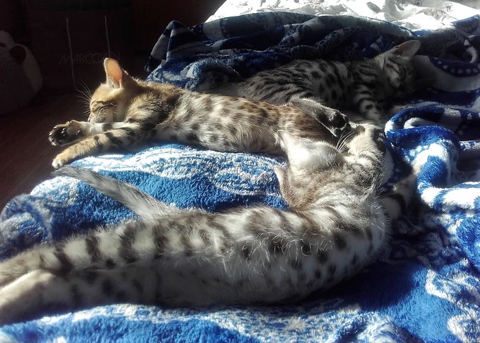 What positions do your pets sleep in? - My, cat, Kittens, Catomafia, Bengal cat, bengal, Pets, Milota