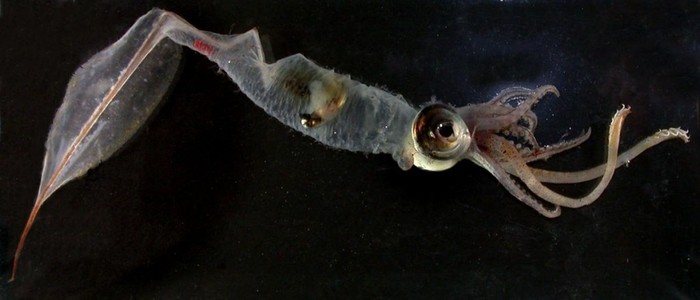 рыба капля люди в черном. Смотреть фото рыба капля люди в черном. Смотреть картинку рыба капля люди в черном. Картинка про рыба капля люди в черном. Фото рыба капля люди в черном рыба капля люди в черном. Смотреть фото рыба капля люди в черном. Смотреть картинку рыба капля люди в черном. Картинка про рыба капля люди в черном. Фото рыба капля люди в черном