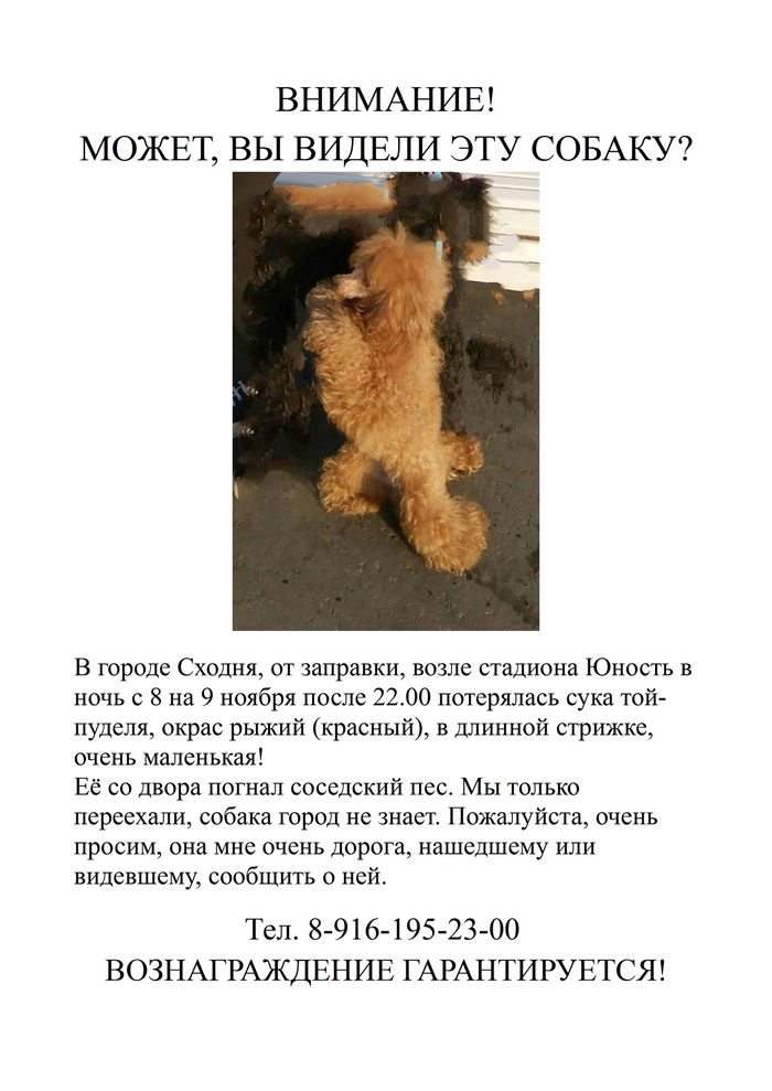 Lost red toy poodle in Skhodnya near Moscow. - My, A loss, Dog, No rating, Подмосковье, Gangplank, Help me find, Reward