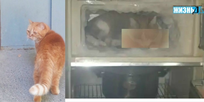 A cat in the refrigerator - how in Lipetsk for $ 500 they extend the life of pets - My, A life, Doctors, Moscow