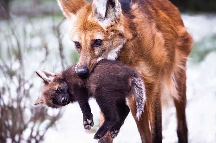 Fast home! - Young, The photo, Animals, Maned Wolf
