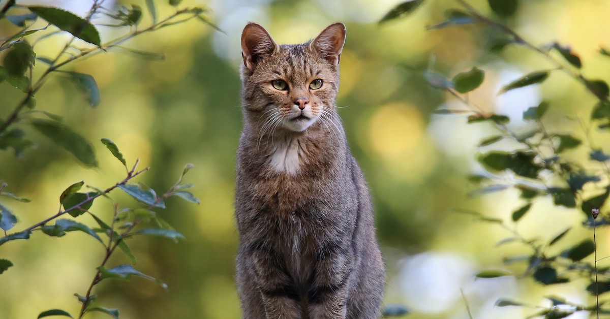 Дикий лесной кот. Европейская Дикая Лесная кошка. Кавказская Лесная кошка. Кавказский дикий Лесной кот.