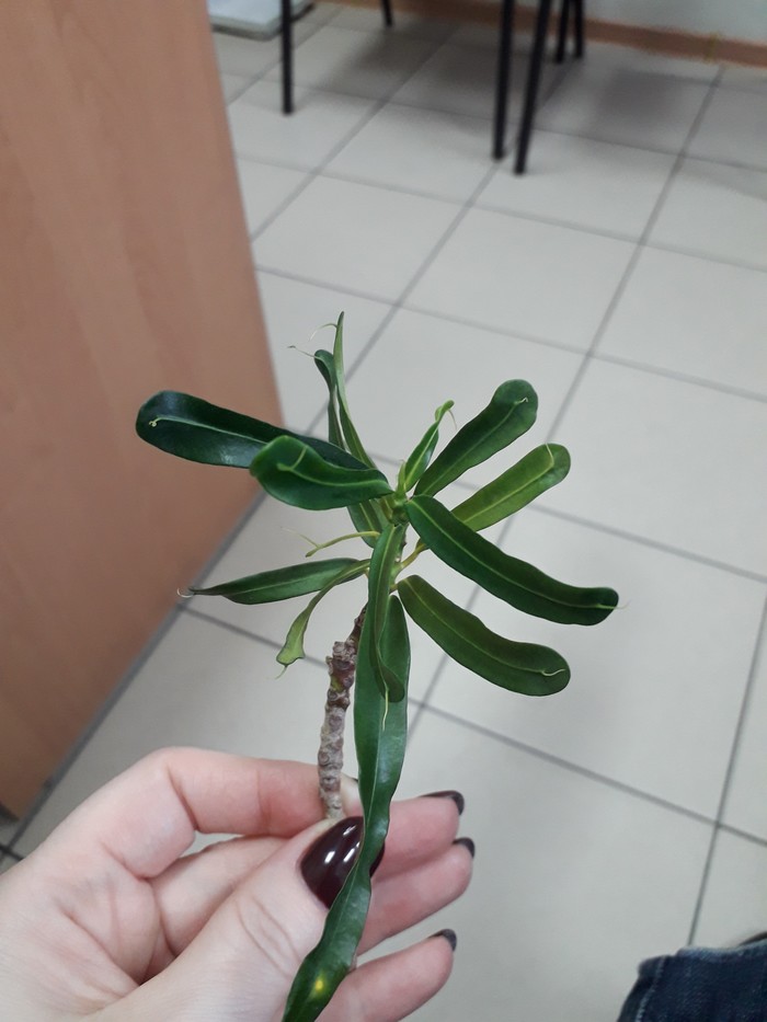 Help identify the plant. - My, Help me find, Houseplants, No rating