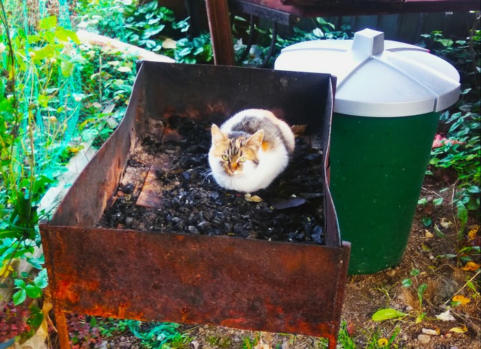 Ready for barbecue - My, cat, Brazier, Shashlik