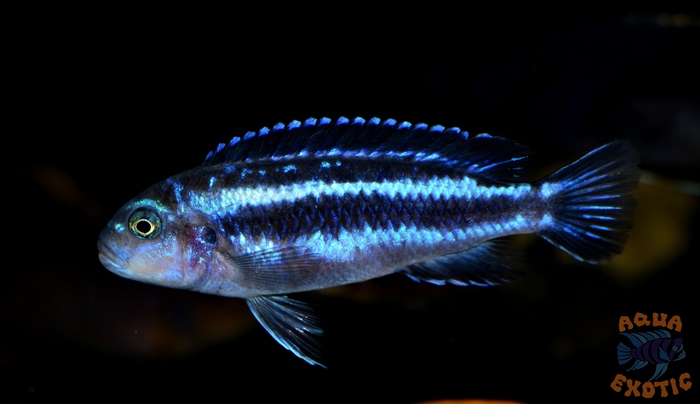 Melanochromis beauties - My, Cichlids, Malawian cichlids, , Longpost, The photo