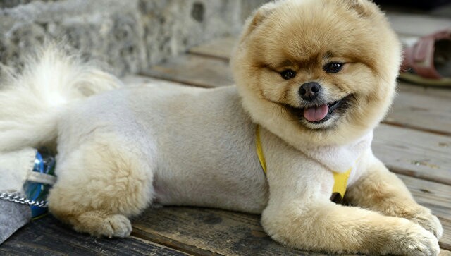 В Британии щенка арестовали на девять месяцев за укус полицейского